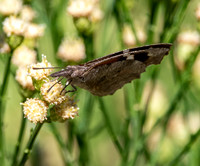 American snout