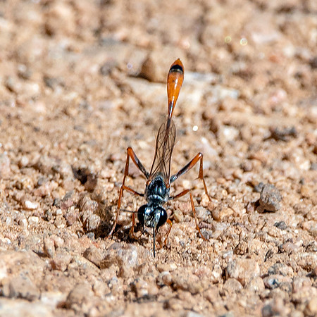 Thread-waisted Wasp
