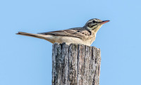 Tawny pipit
