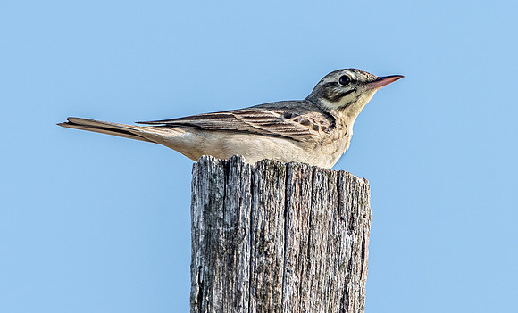 Tawny pipit