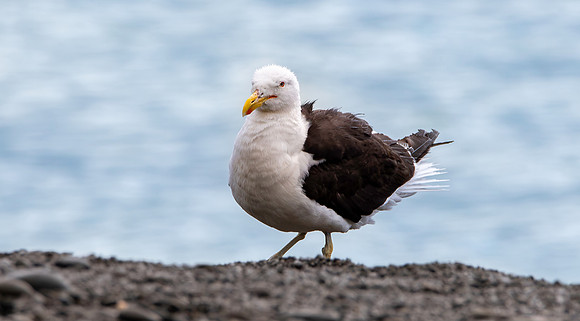 Kelp gull