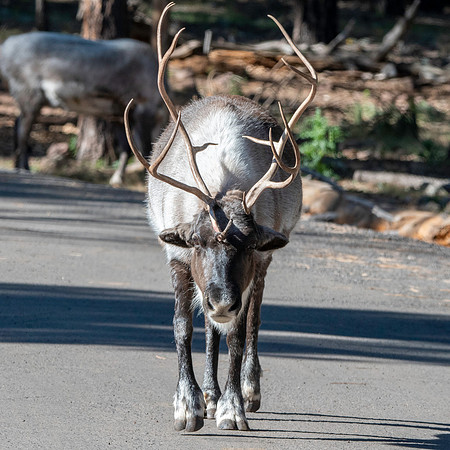 Finnish forest reindeer