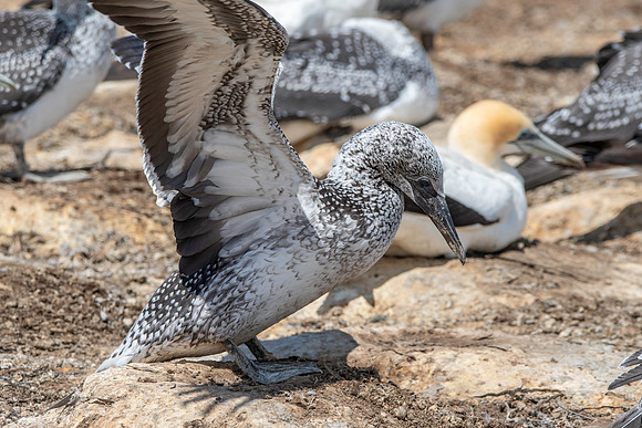 Southern, Australasian Gannet, immature
