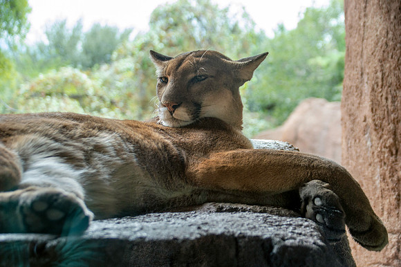 Mountain lion/ cougar/puma/panther