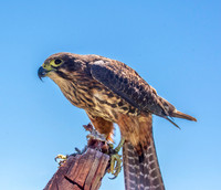 New Zealand falcon
