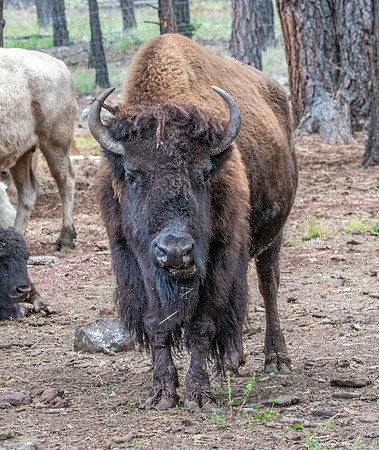 Bison
