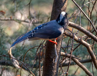 Red billed blue magpie