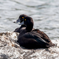 New Zealand scaup / pāpango