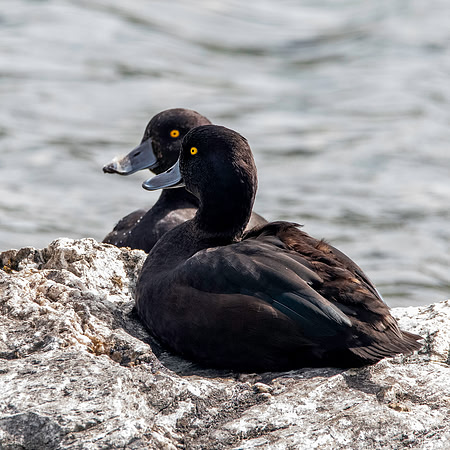 New Zealand scaup / pāpango