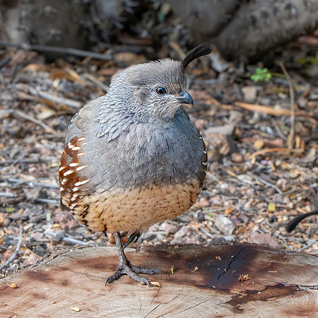 Gambel's Quail