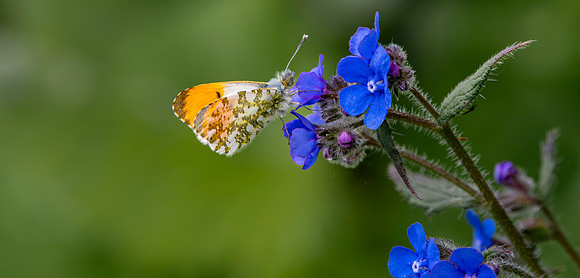 Orange Tip butterfly
