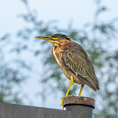 Green heron