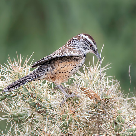 Cactus wren