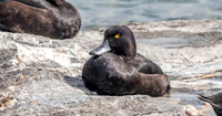 New Zealand scaup / pāpango