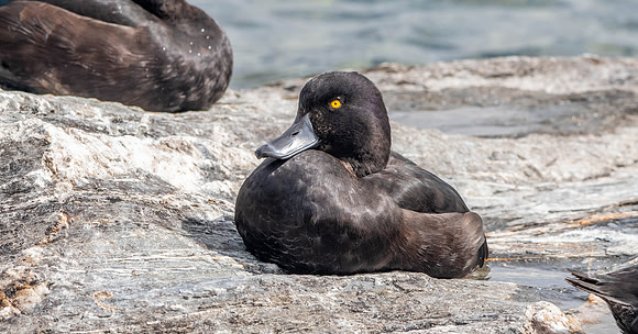 New Zealand scaup / pāpango