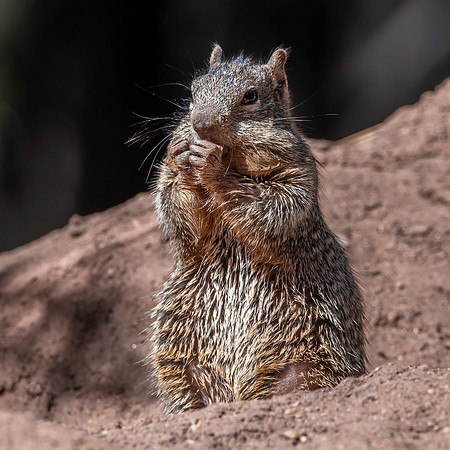 Rock squirrel