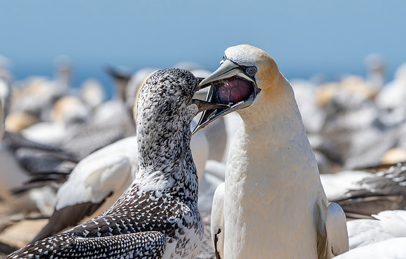 Southern, Australasian Gannet