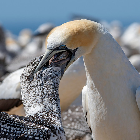 Southern, Australasian Gannet