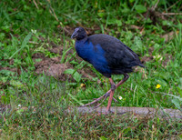 Australasian swamphen, immature