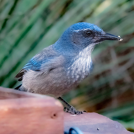 Woodhouse's scrub jay