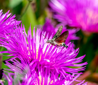 Hummingbird Hawk moth