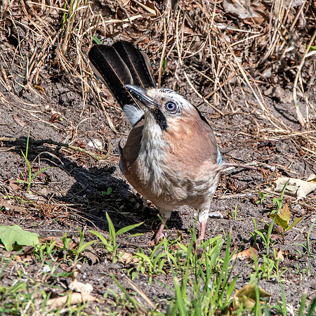 Eurasian Jay