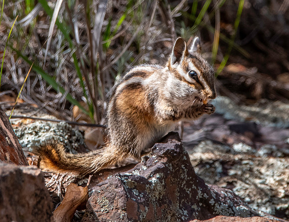 Grey collared chipmunk