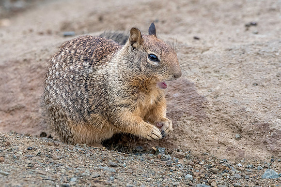 Rock squirrel