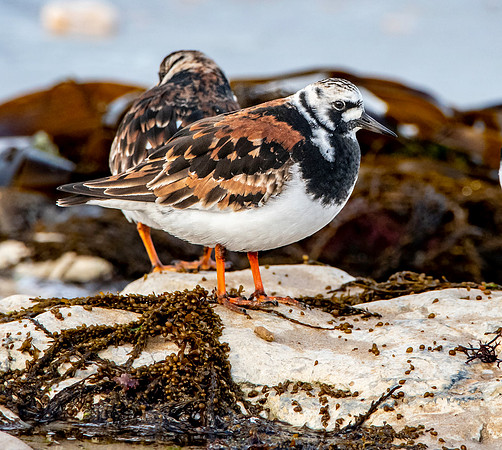 Ruddy turnstone