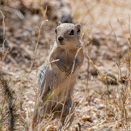 San Joaquin / Nelson antelope squirrel
