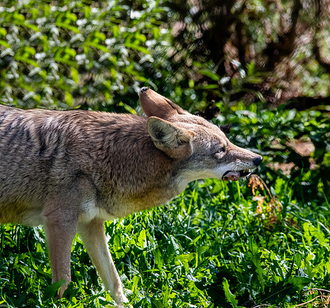 Coyote