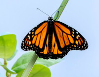 Monarch, male