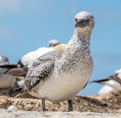 Southern, Australasian Gannet, immature