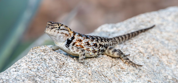 Desert spiny lizard