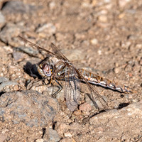 Variegated meadowhawk