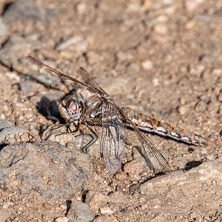 Variegated meadowhawk