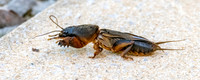 European mole cricket