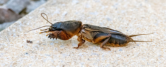 European mole cricket