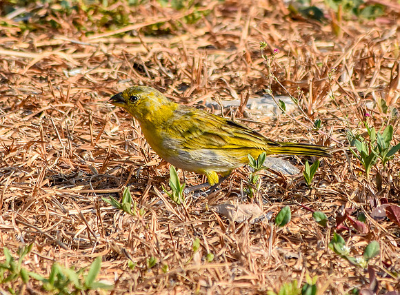 Saffron finch