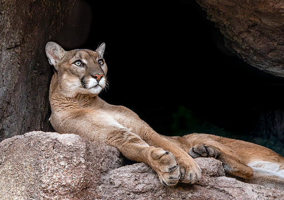 Mountain lion/ cougar/puma/panther