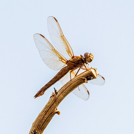 Flame skimmer dragonfly