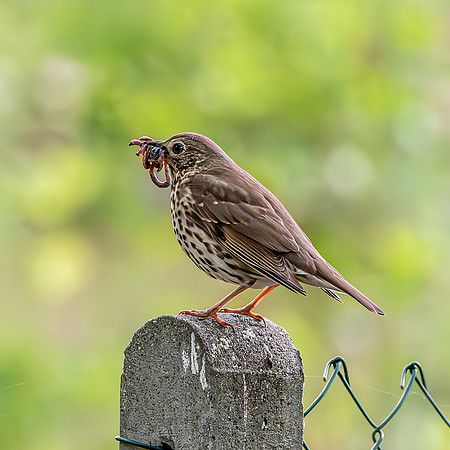Song thrush