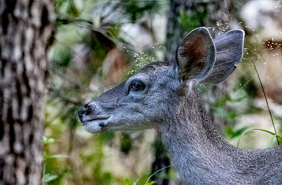 Mule deer