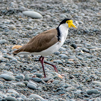 Masked plover / masked lapwing