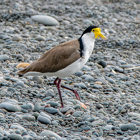 Masked plover / masked lapwing