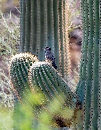 Cactus wren
