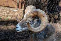 Big horn sheep