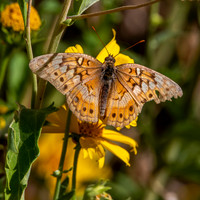 Variegated fritillary