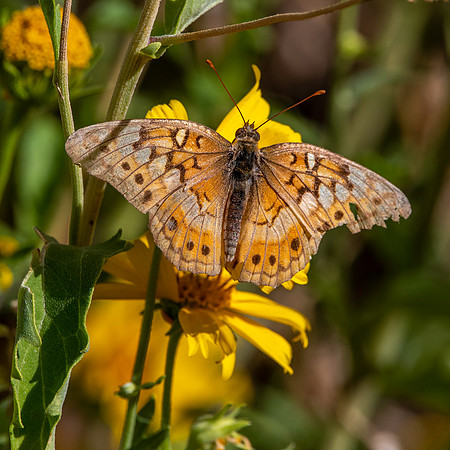 Variegated fritillary