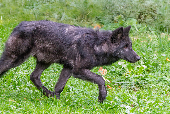 British Columbia wolf